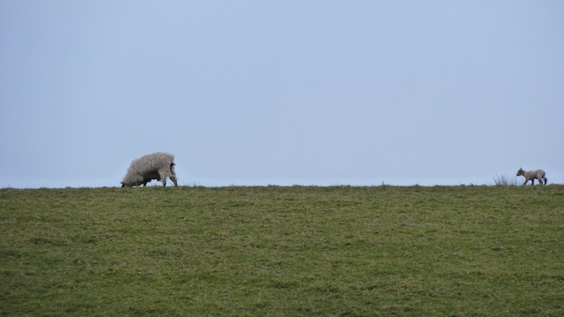 Sheep 3.JPG